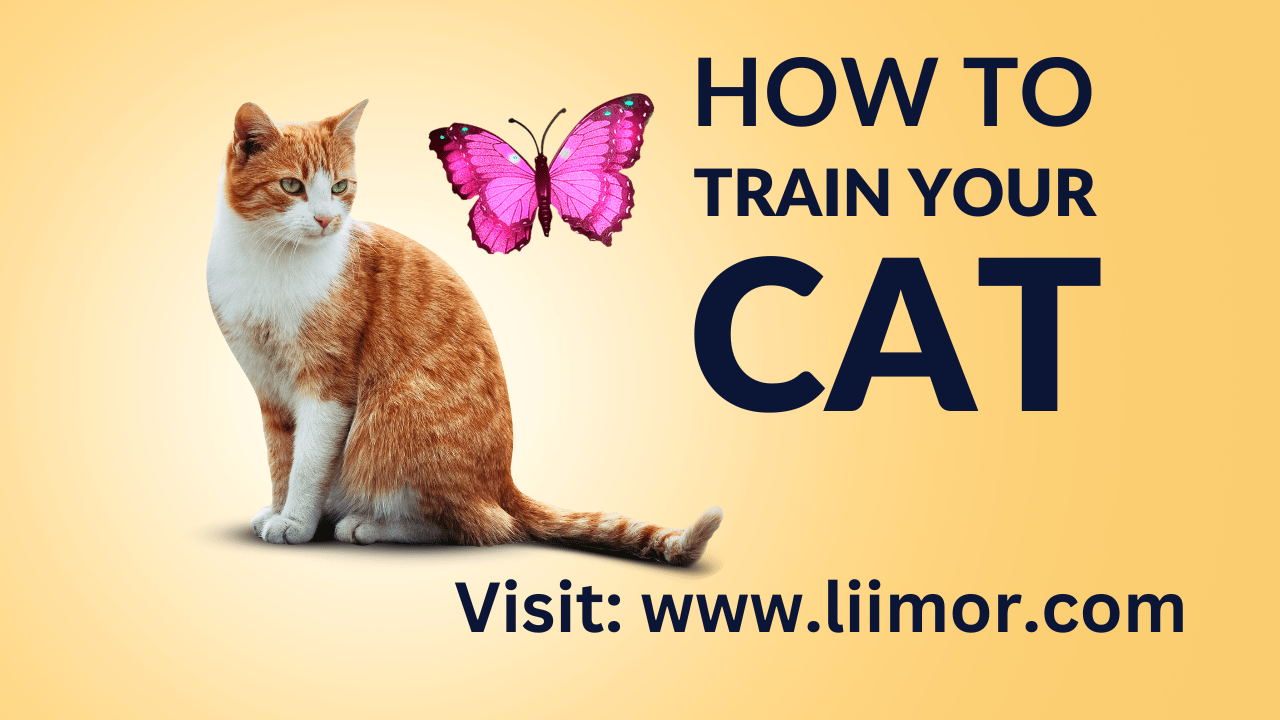 Cat Training & Behavior Liimor